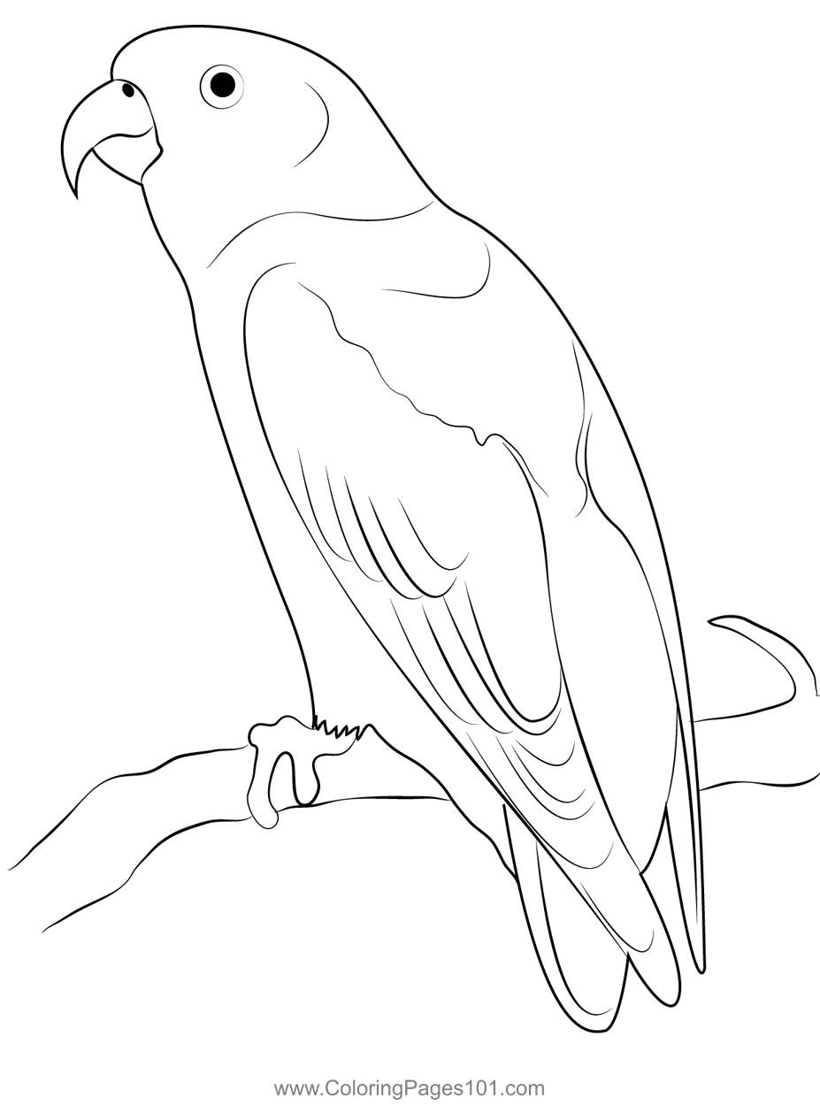 Sula Hanging Parrot Coloring Page for Kids - Free Parrots Printable ...