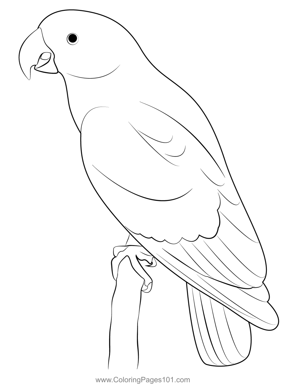 The Green Beauty Parrot Coloring Page for Kids - Free Parrots Printable ...