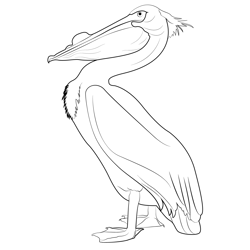 American White Pelican Coloring Pages for Kids - Download American ...