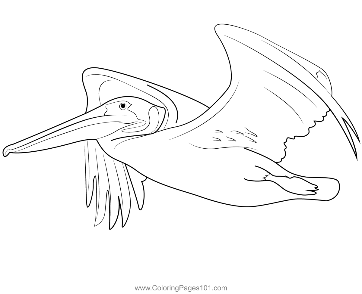 Eastern Brown Pelican Coloring Pages