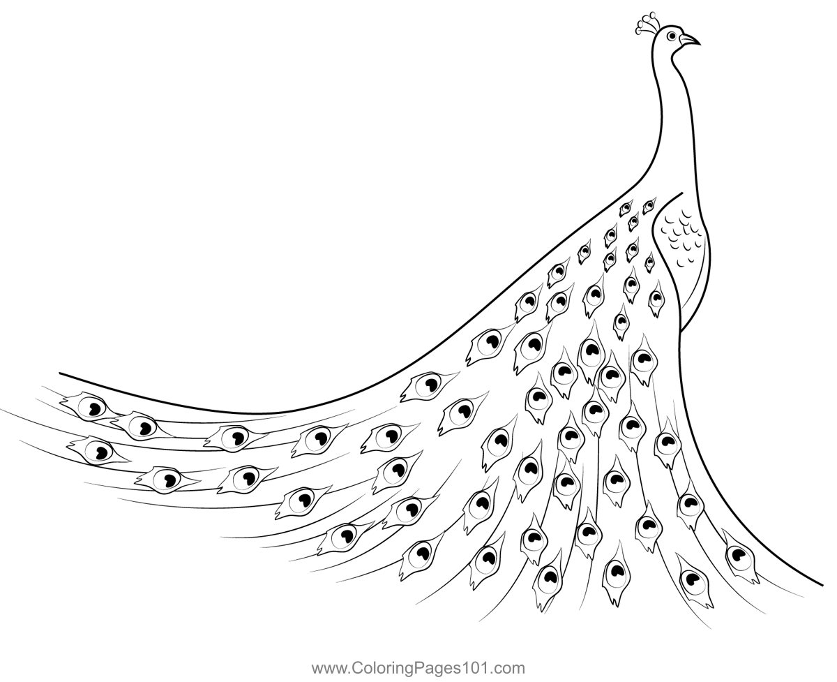 Peacock 1 Coloring Page For Kids - Free Pheasants And Partridges ...