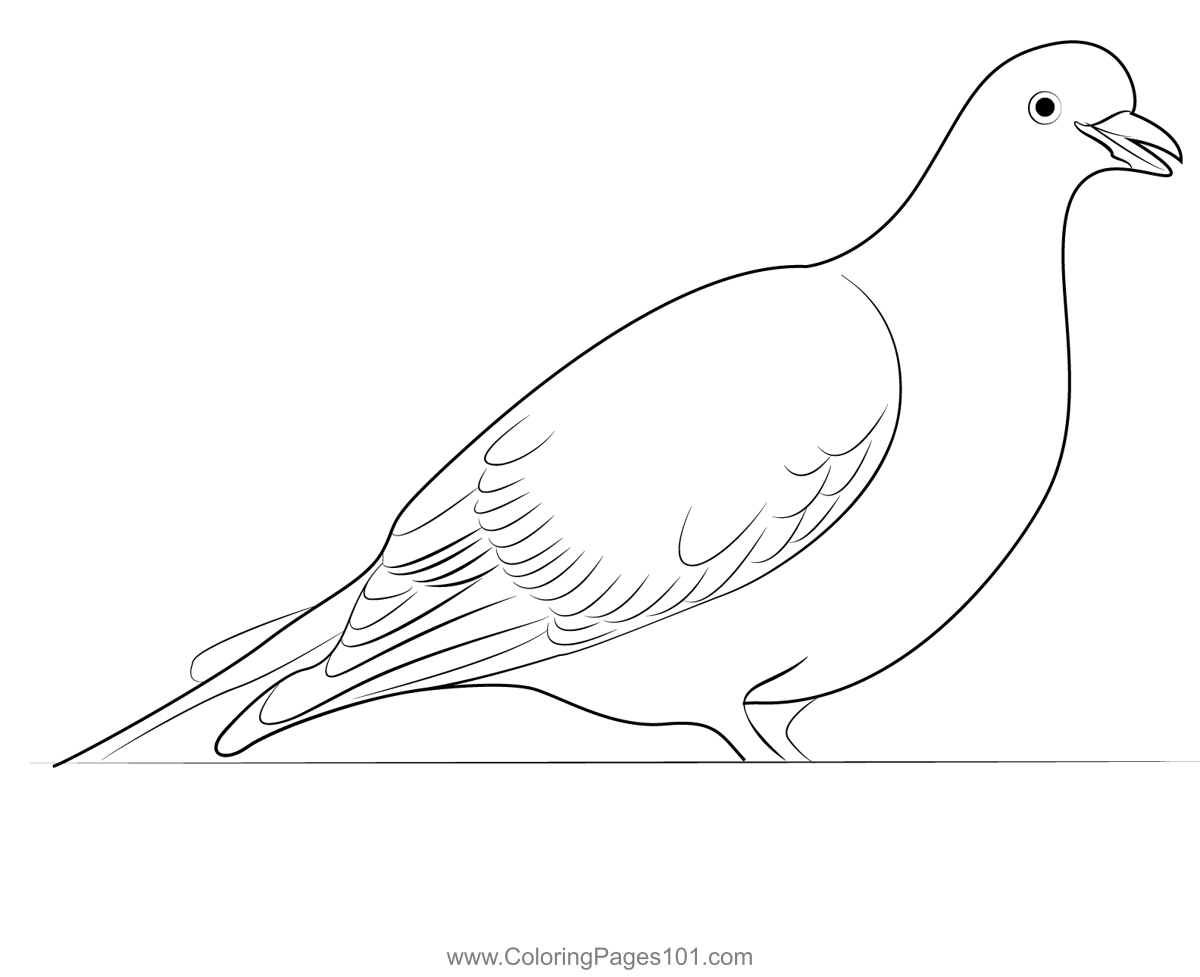 Indian Pigeon 5 Coloring Page for Kids - Free Pigeons and Doves ...