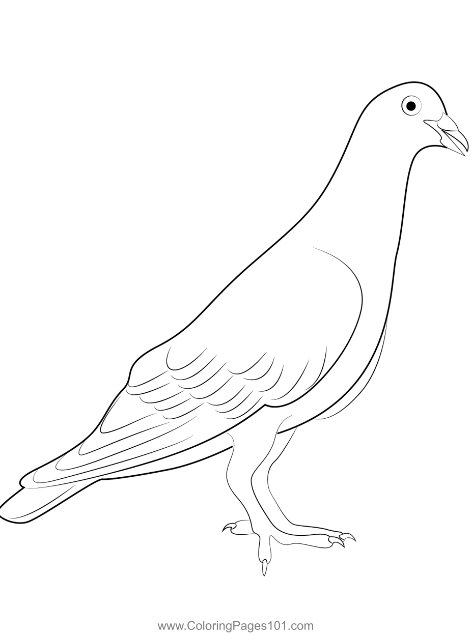 Kabutar Coloring Page for Kids - Free Pigeons and Doves Printable ...
