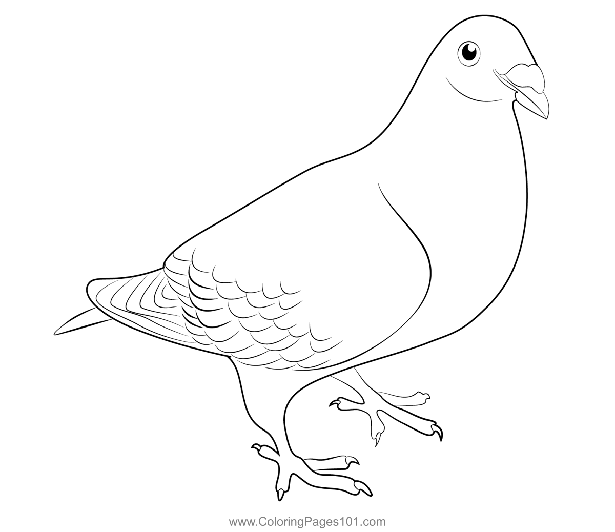 Racer Pigeon Coloring Page for Kids - Free Pigeons and Doves Printable ...