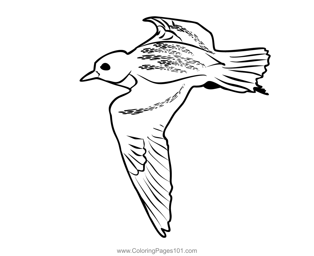 Golden Plover 2 Coloring Page for Kids - Free Plovers Printable ...