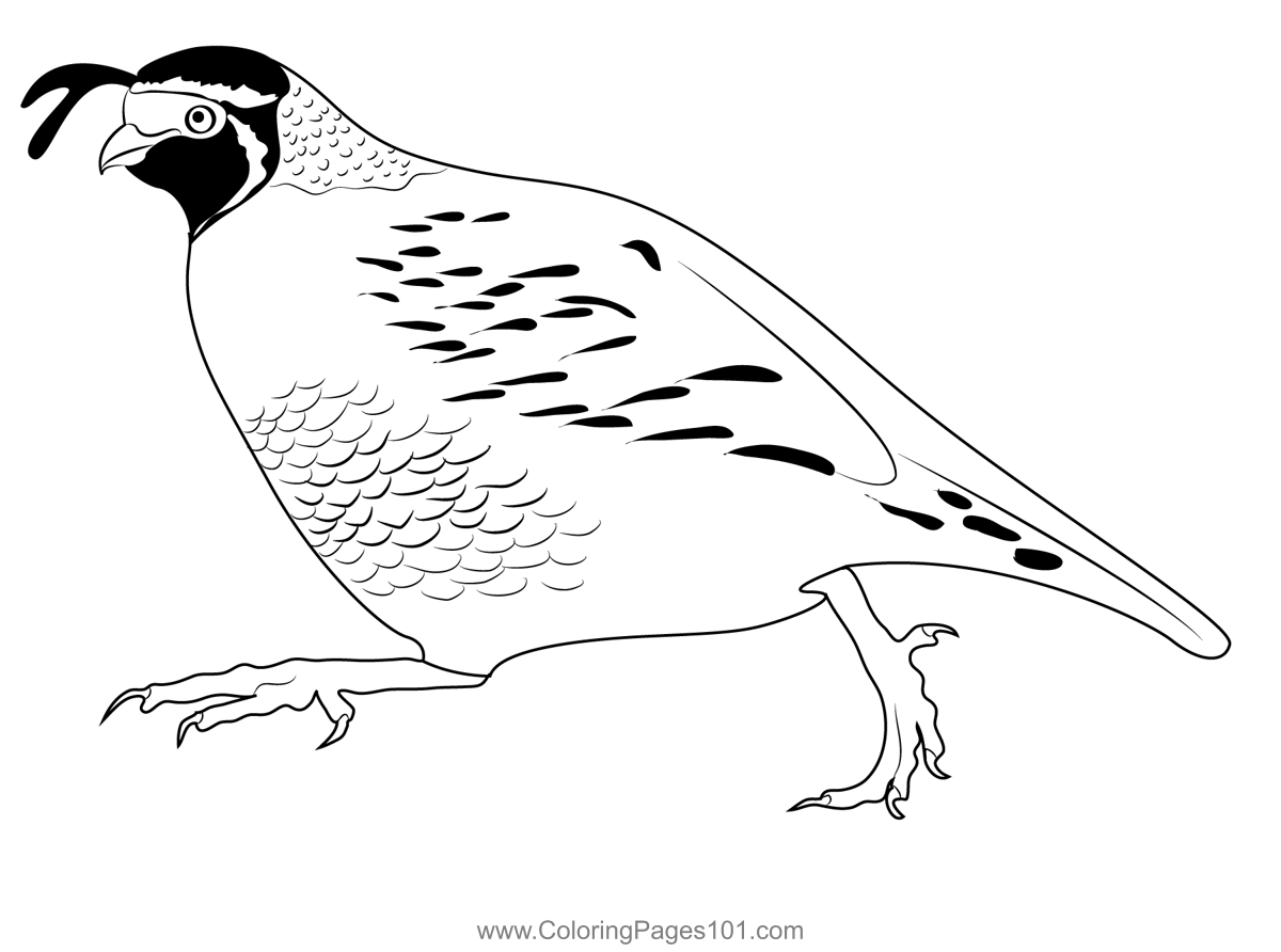 California Quail Run Coloring Page for Kids - Free Quails Printable ...