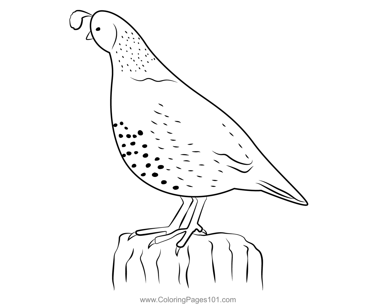 Californian Quail Sitting Coloring Page for Kids - Free Quails ...