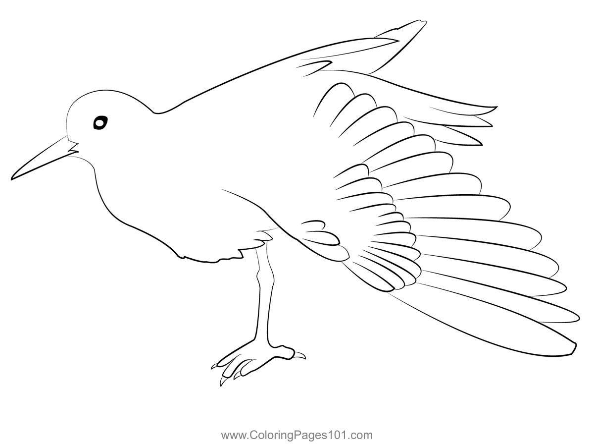 common-sandpiper-7-coloring-page-for-kids-free-sandpipers-printable
