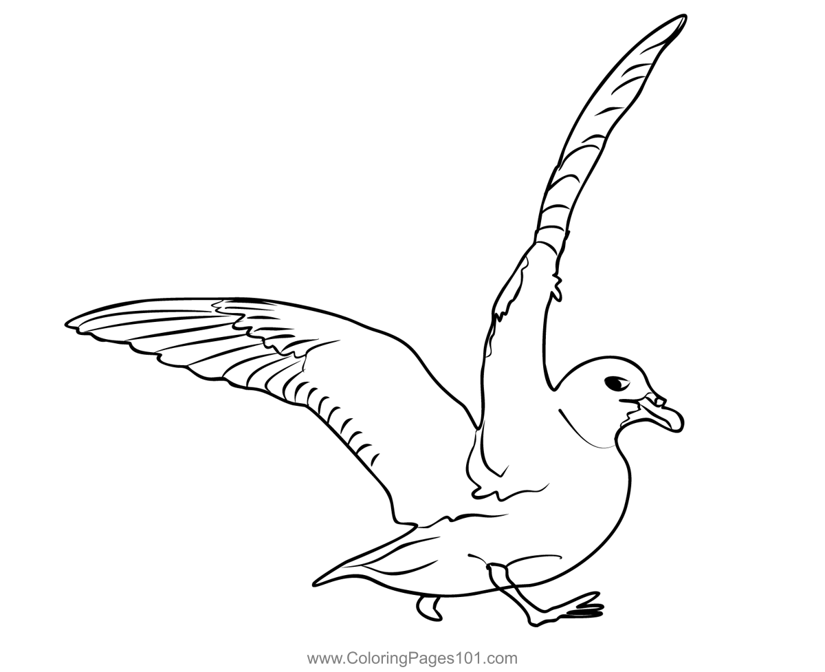 Fulmar 4 Coloring Page for Kids - Free Shearwaters and Petrels ...