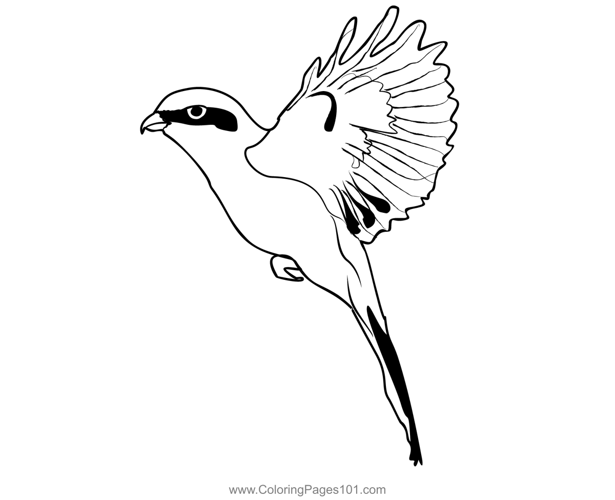Great Grey Shrike 4 Coloring Page for Kids - Free Shrikes Printable ...