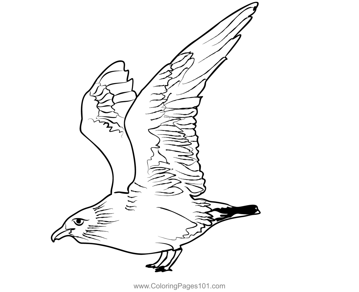 Great Skua 2 Coloring Page for Kids - Free Skuas Printable Coloring ...