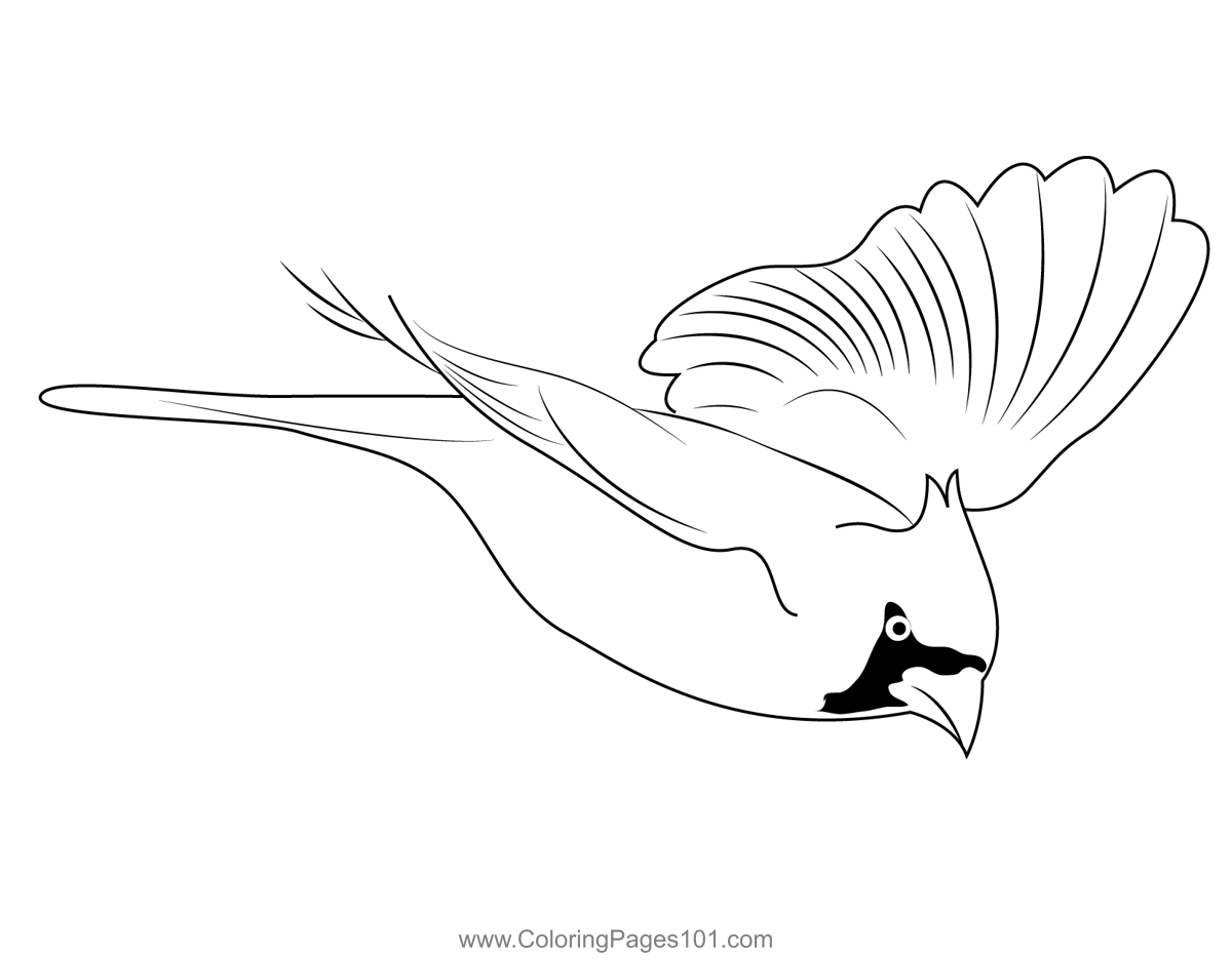 Northern Cardinal Coloring Page - Bird Watching Academy