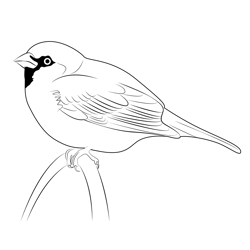 Sparrows Coloring Pages for Kids Printable Free Download ...