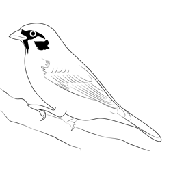 Cardinal 8 Coloring Page for Kids - Free Sparrows Printable Coloring ...