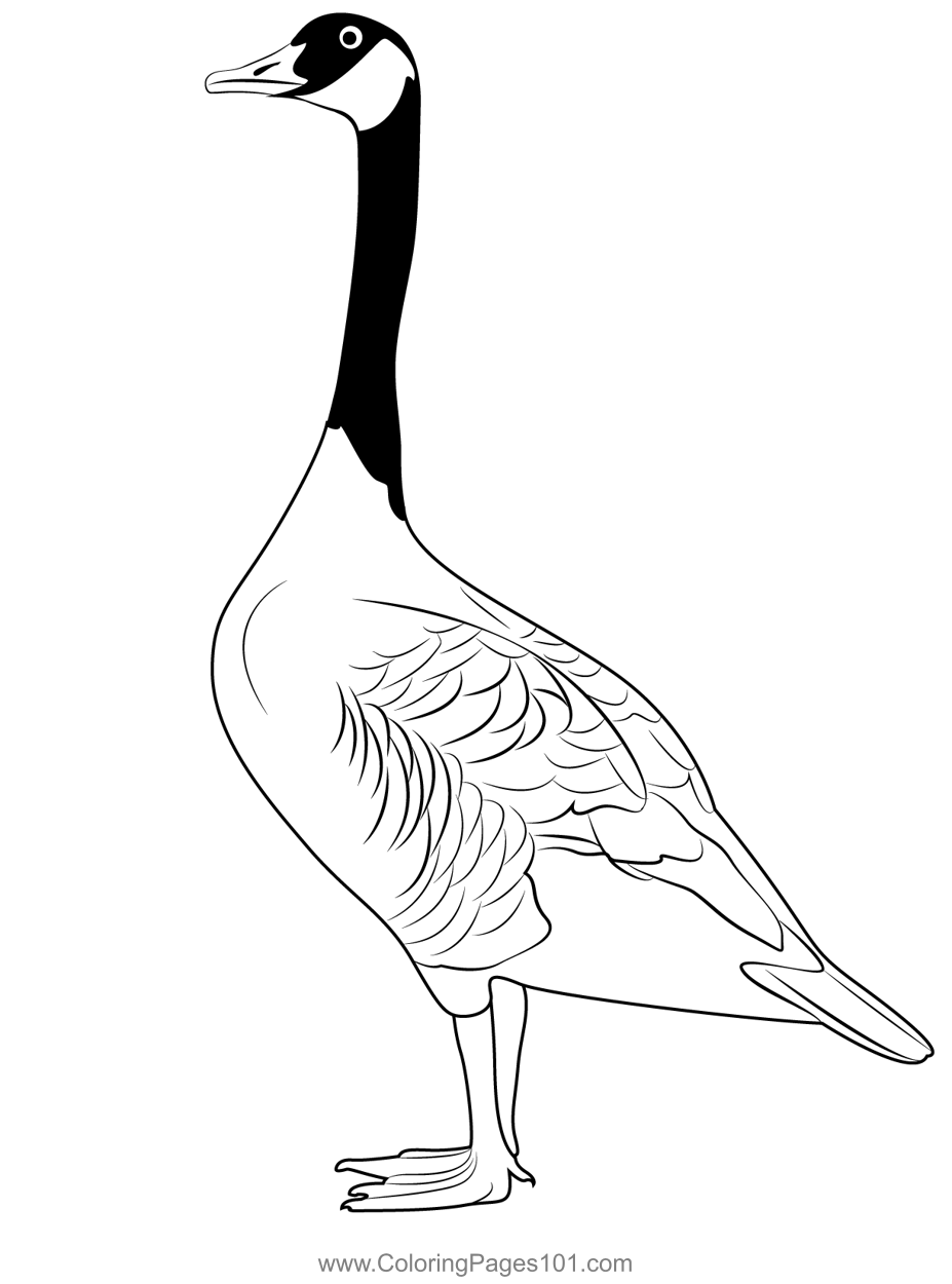 Branta Canadensis Coloring Page for Kids - Free Swans and Geese ...