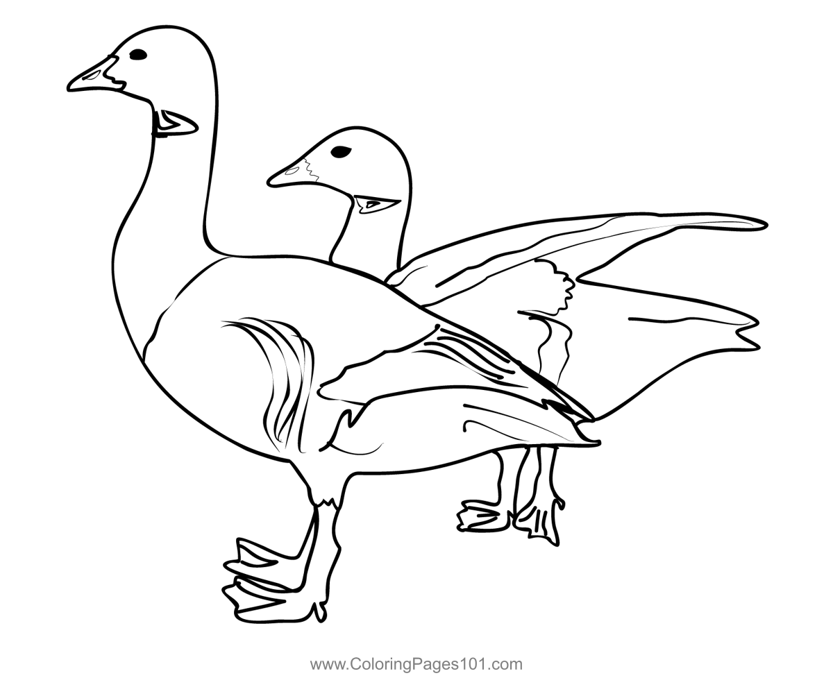 Brent Goose 3 Coloring Page for Kids - Free Swans and Geese Printable ...