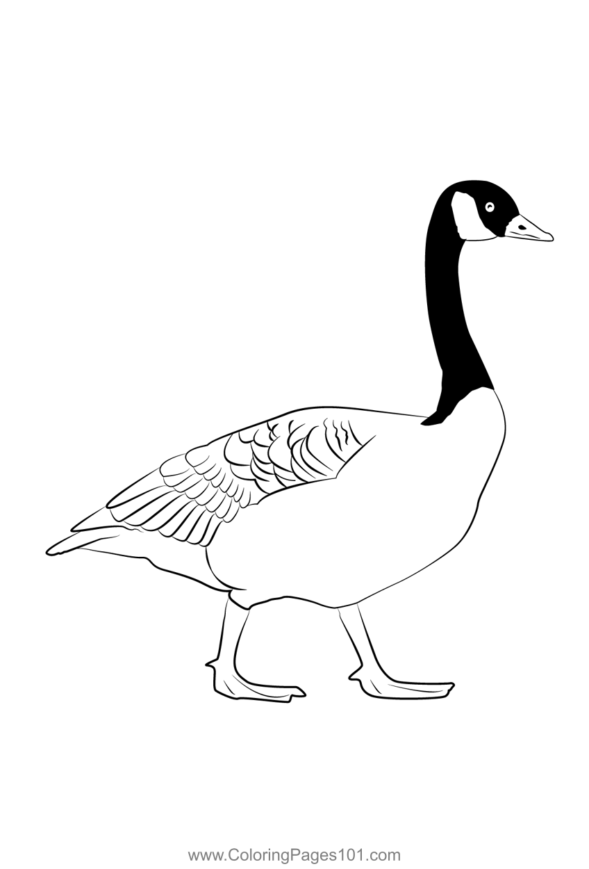 canadian goose coloring page