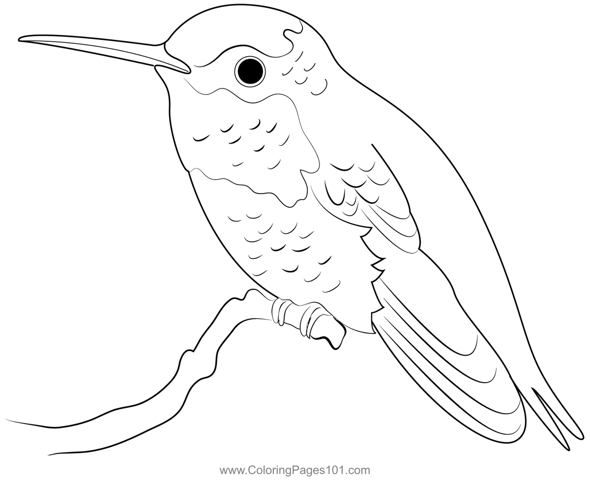 Annas Hummingbird 1 Coloring Page for Kids Free Swifts and