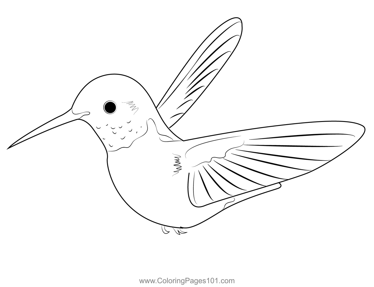 Cose Up Humming Bird Coloring Page for Kids - Free Swifts and ...