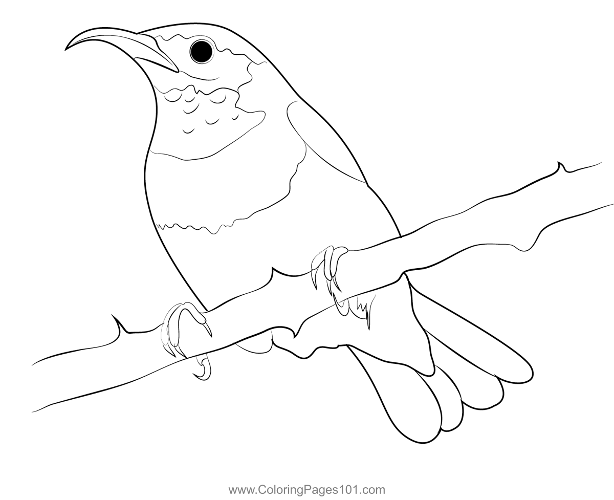 Small Humming Bird Coloring Page for Kids - Free Swifts and ...