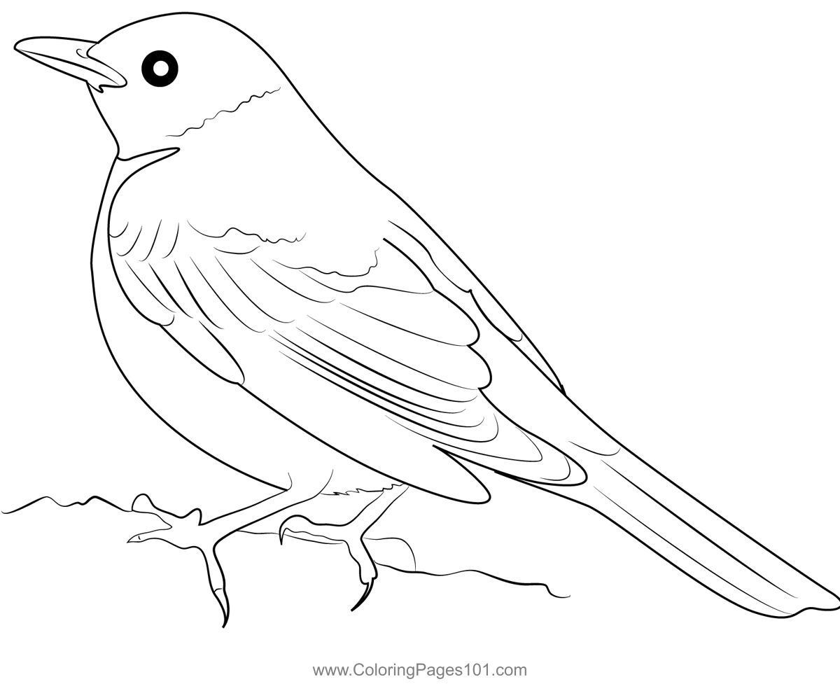 American Robi 2 Coloring Page for Kids - Free Thrushes Printable ...