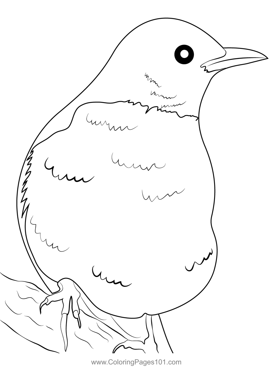 American Robin 14 Coloring Page for Kids - Free Thrushes Printable