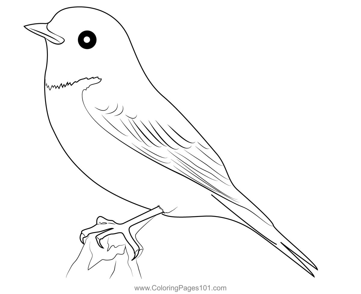 American Robin 18 Coloring Page for Kids - Free Thrushes Printable ...