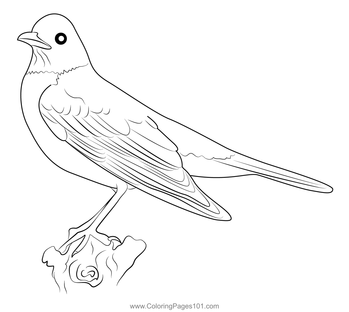 American Robin 7 Coloring Page for Kids - Free Thrushes Printable ...