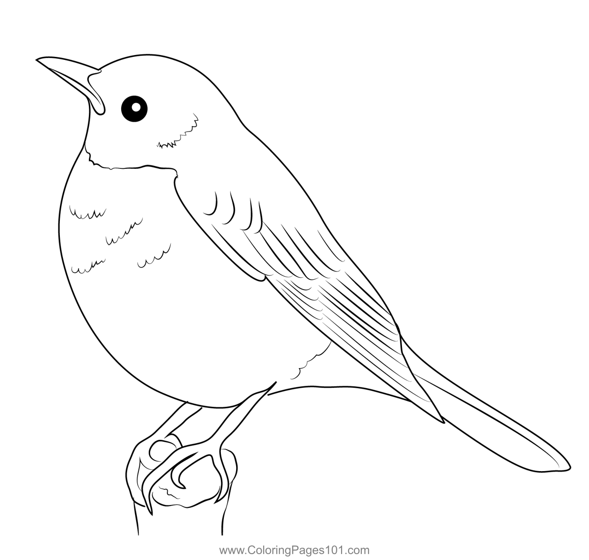 American Robin Coloring Page for Kids - Free Thrushes Printable ...