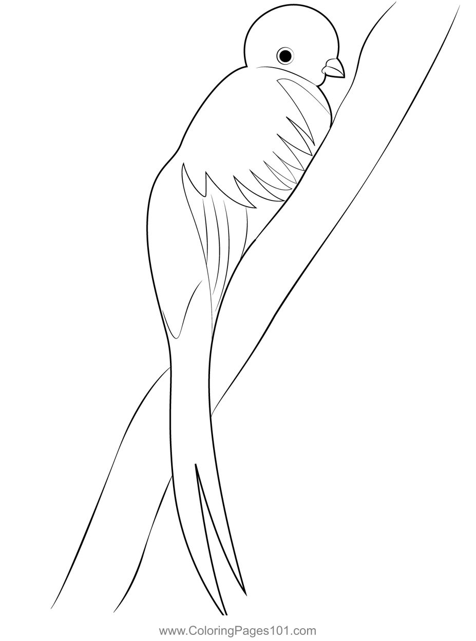 how to draw a quetzal step by step