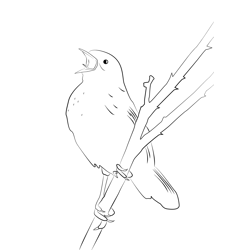 Grasshopper Warbler 1 Coloring Page for Kids - Free Warblers Printable ...