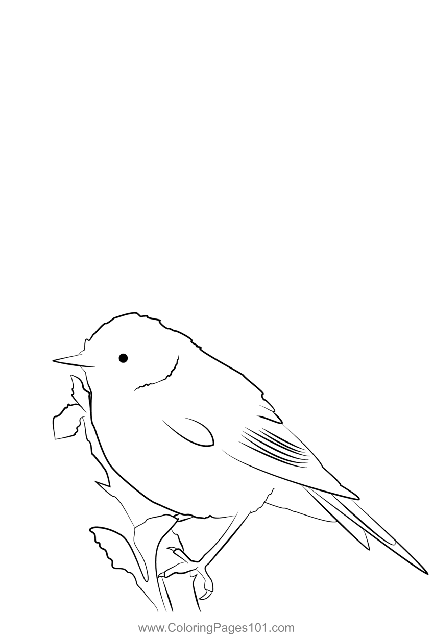 Chiffchaff 5 Coloring Page For Kids - Free Warblers Printable Coloring 