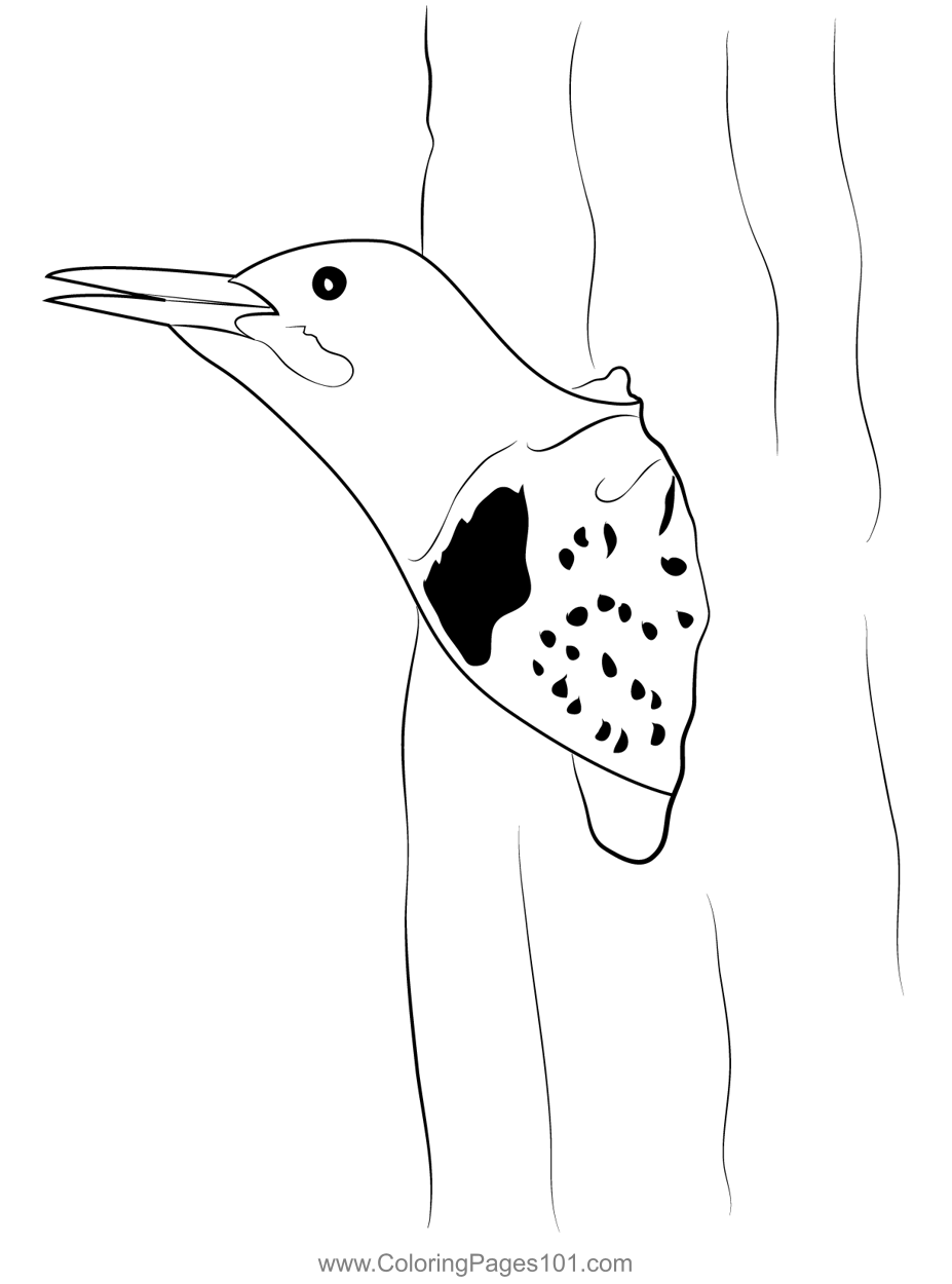 coloring pages of birds nests