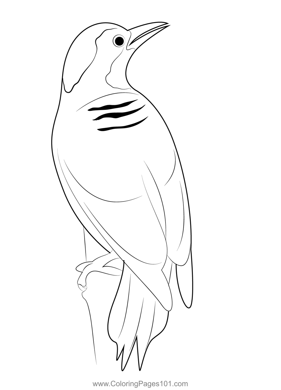 Black Cheeked Woodpecker Male Coloring Page for Kids - Free Woodpeckers ...