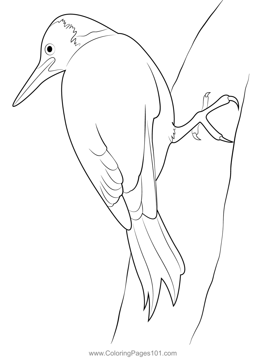 Hang On Tree Woodpecker Bird Coloring Page for Kids - Free Woodpeckers ...