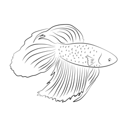 Betta Fish Coloring Page for Kids - Free Betta fishes Printable ...