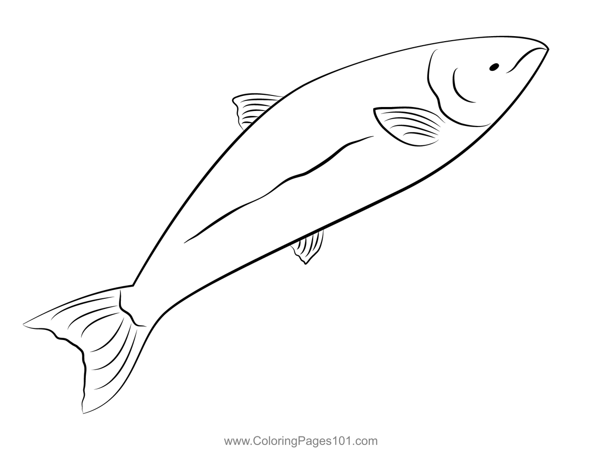 Chinook Salmon Coloring Page for Kids - Free Salmons Printable Coloring ...