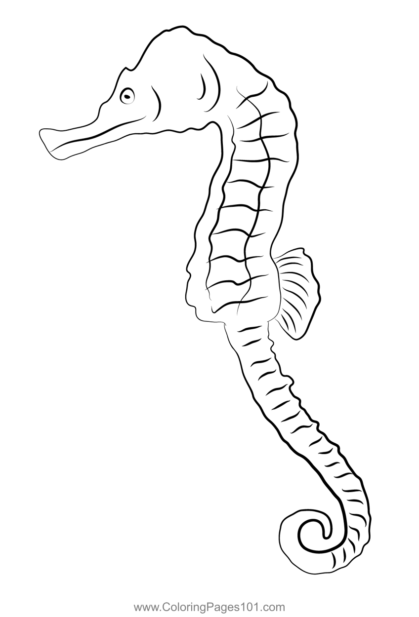 Sea Horse 2 Coloring Page for Kids - Free Seahorses Printable Coloring ...