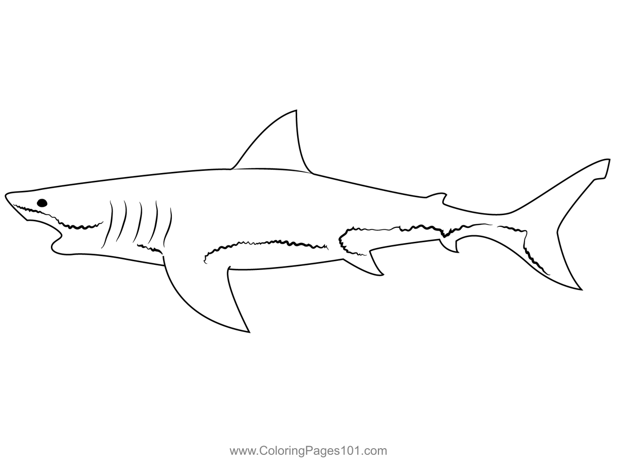 Shark Model Coloring Page for Kids - Free Sharks Printable Coloring ...