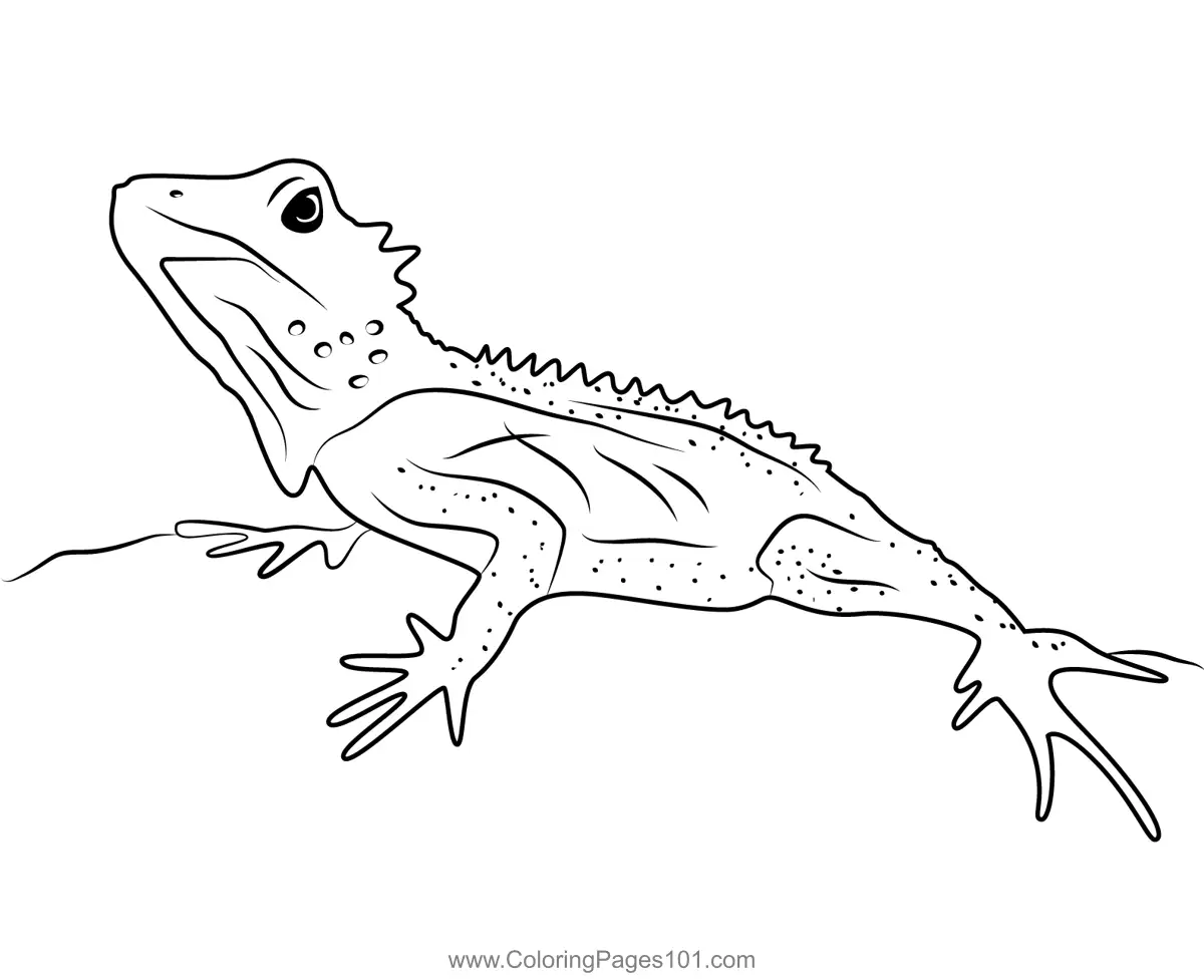 Forest Dragon Lizard Coloring Page for Kids - Free Lizards Printable ...