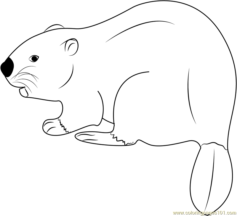 Eurasian Beaver Coloring Page for Kids - Free Beaver Printable Coloring ...