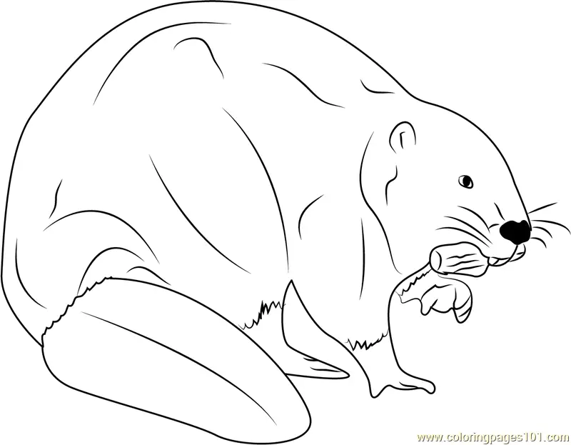 European Beaver Eating Coloring Page for Kids - Free Beaver Printable ...