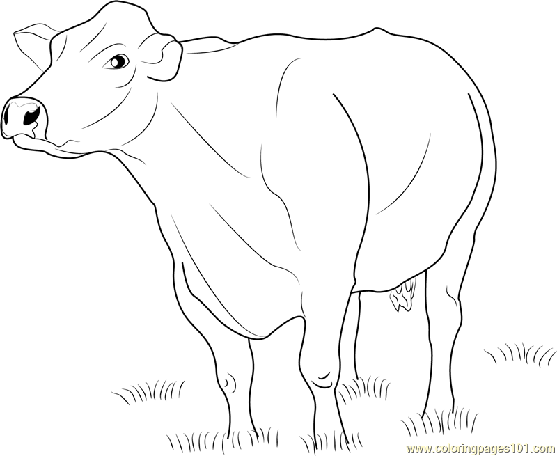 jersey dairy cattle coloring page for kids free cow