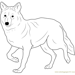 Coyote Coloring Page - Coloring Animal