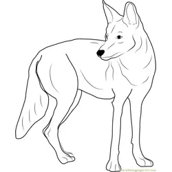 Coyote Coloring Pages for Kids Printable Free Download ...