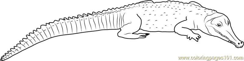 Snouted Crocodile Coloring Page for Kids - Free Crocodile Printable