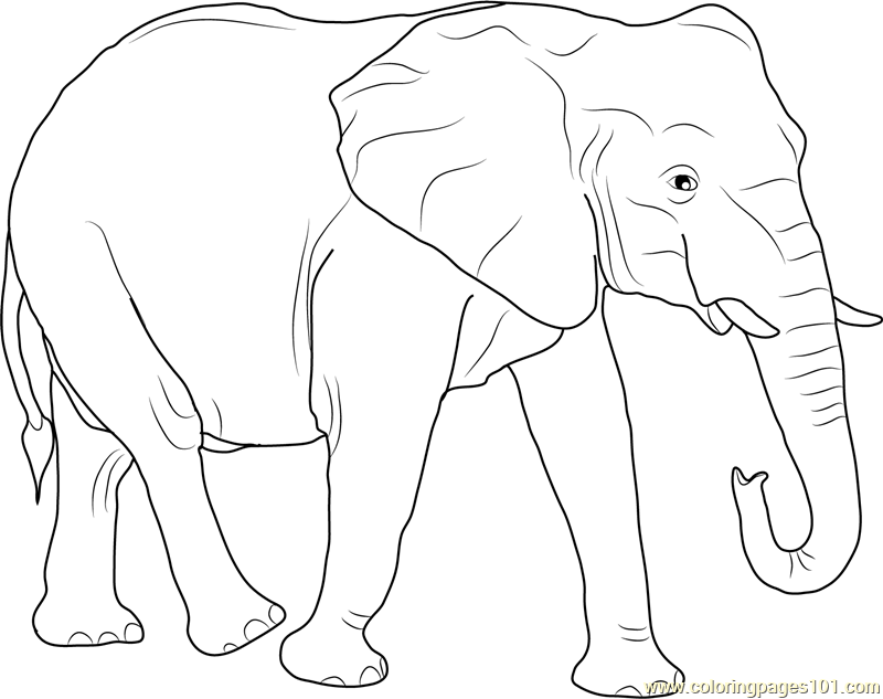 African Elephant Coloring Page For Kids Free Elephant Printable Coloring Pages Online For Kids 