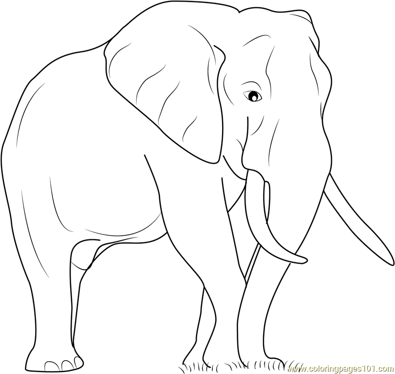 Download Elephant The Big Animal Coloring Page for Kids - Free Elephant Printable Coloring Pages Online ...