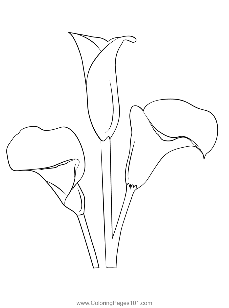 Calla Lily Coloring Page for Kids - Free Calla Lily Printable Coloring ...