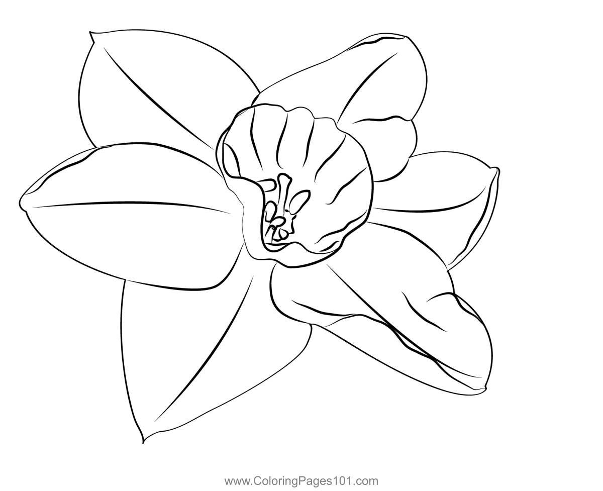 Jonquil Coloring Page for Kids - Free Jonquil Printable Coloring Pages ...